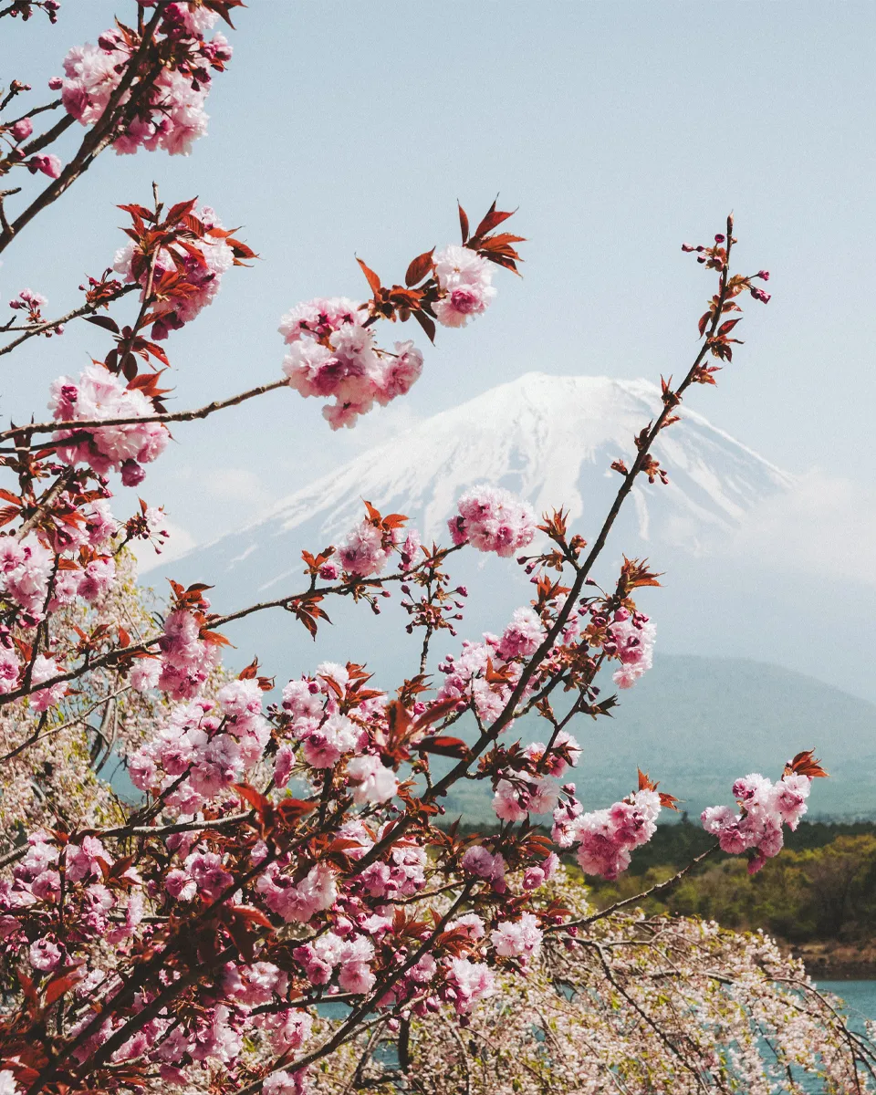 Japon