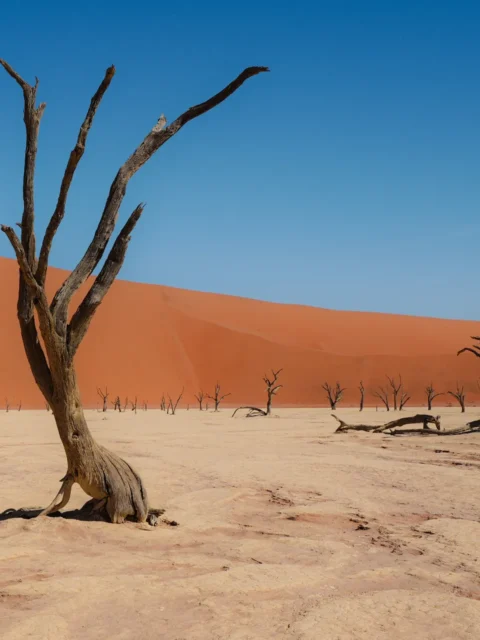 Roadtrip en Namibie et Afrique du Sud