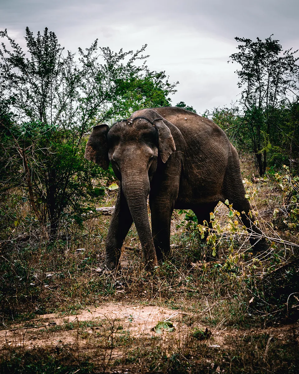 Sri Lanka