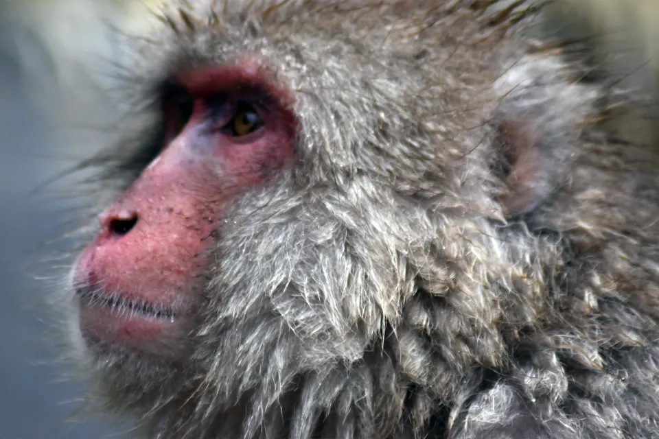 Jigokudani-Le-parc-aux-singes-et-onsen