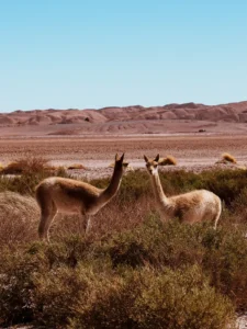 Voyage Amérique du Sud